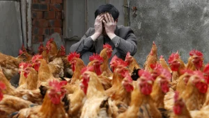 אנגליה: מקרה של שפעת עופות התגלה בצפון המדינה