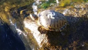 ארה"ב: מבקרים בפארק הופתעו לראות צבים עם צלבי קרס על הגב