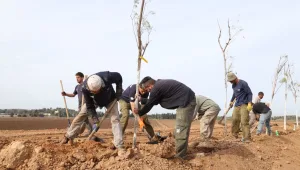 למען הביטחון והטבע: מאות עצים יינטעו בעוטף להגנה מפני רקטות