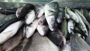 גומבר, טרחון ושמייגלה: המסעדות שמוכרות את הדגים שלא הכרתם