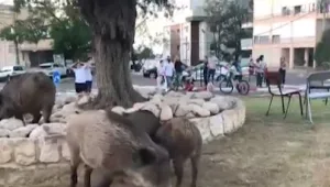 בזמן שהאנשים בבית - החיות מטיילות ברחובות