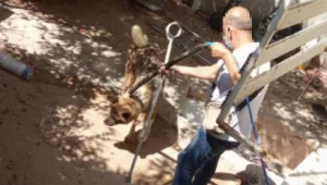עקב חשד להתעללות: עיריית חיפה חילצה כלב מדירת מגורים • תיעוד