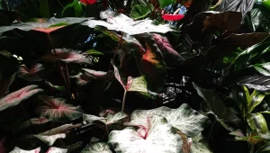 "משתלת יהלום רוני": גן עדן לצמחים נדירים