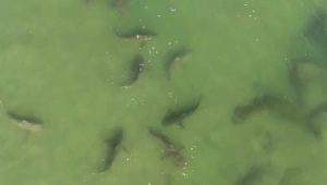 תיעוד מרהיב: עשרות כרישים שוחים בסמוך לתחנת הכוח בחדרה