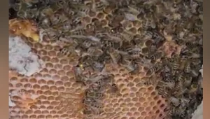 אלפי דבורים חיו בשלום בביה"ח איכילוב - ללא ידיעתו של איש