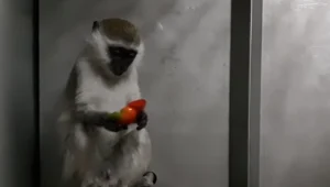 שתי דוגמניות העלו לטיקטוק סרטון עם קוף שהופרד מאמו - ונקנסו