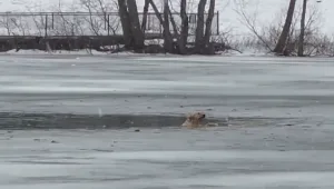 צפו: החילוץ הדרמטי של הכלב הישראלי שנפל לאגם הקפוא בניו יורק