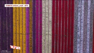 תעלומה צבעונית: השדה הסודי ובו מאות אלפי פרחים המיועדים להשמדה