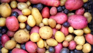 מלכי הקריספיות: 10 זני תפוחי אדמה שחובה להכניס למטבח