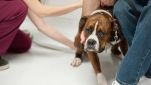 לגזור ולשמור: 5 טיפים להתמודדות עם הכלבים במצב חירום