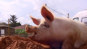 מחקר: בתוך כ-5 שנים יושתלו איברי חזירים בבני אדם