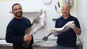 יש הרבה דגים בים, אבל רק שוק הדגים ממשיך להיות המותג המוביל בישראל במשלוחי דגים טריים עד לפתח הבית. איך הם עושים את זה?
