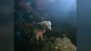 כלב נפל לפיר בעומק 4 מטרים באתר בנייה - שוטרים הצילו את חייו