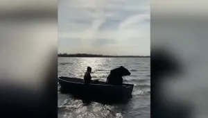 ישר לאולימפיאדה: איך הגיע דוב לסירת דיג?