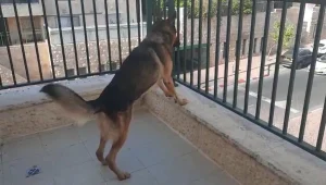 פסיקה חריגה של ביהמ"ש: כלב נובח לא יצא למרפסת, בגלל השכנים