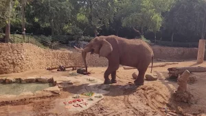 חגיגה בספארי: יוסי הפיל חוגג יום הולדת 47