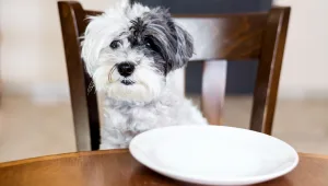 הכלב תמיד רעב - מה אפשר לעשות?