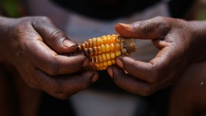 עימותים מזוינים ומחסור במזון: מה יקרה אם ועידת האקלים תיכשל?