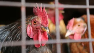 עקב שפעת העופות: מאות אלפי תרנגולות יושמדו, צפי למחסור בביצים