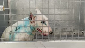 ללא מזון ומים: עשרות כלבים חולצו ממכלאה פיראטית