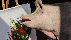 חזירה מוכשרת: "פיג-קאסו" מכרה ציור בכ-85 אלף שקלים
