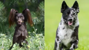 "צעצוע רוסי" ו"מודי": הכירו את שני גזעי הכלבים החדשים