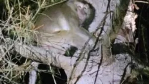 ארה"ב: חיפושים אחר 4 קופים שברחו ממשאית שהתהפכה בדרכה למעבדה