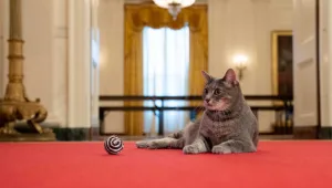 הכירו את ווילו: החתולה הנשיאותית החדשה בבית הלבן