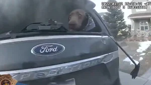 חילוץ מרגש: שוטר שהוזעק לשריפת רכב - הציל את הכלב שנתקע בפנים