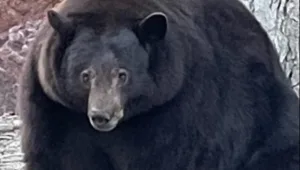 הרשויות בארה"ב מנסות ללכוד את "האנק הטנק" - דוב שאחראי ל-28 פריצות לבתים
