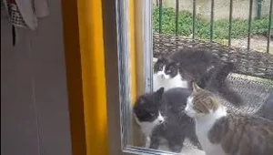 בעל תושייה: כך חתול פתח את הדלת לחבריו | צפו