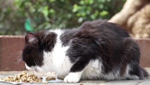 מאכילי החתולים - מלאכים או מטרד סביבתי?