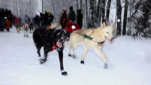 בפעם ה-50: נפתח מרוץ מזחלות הכלבים המסורתי באלסקה