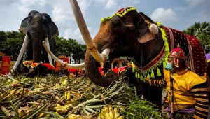 סלסלות של בננות ומים קדושים: חגיגות יום הפיל הלאומי בתאילנד