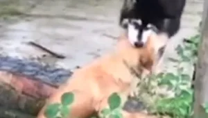 מחמם את הלב: כלב בתאילנד טבע בבריכה - חברו חילץ אותו בעזרת שיניו