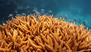 בגלל משבר האקלים: שונית האלמוגים הגדולה בעולם מלבינה שוב
