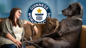 "אוכל 12 קערות מזון ביום": הכלב הגבוה בעולם - דני ענק בשם זאוס