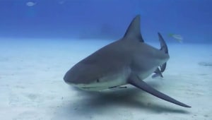 לשחות עם כרישים: צלילה באילת עם החיות הכי מפחידות בים