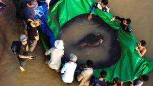 דג המים המתוקים הגדול בעולם נתפס בקמבודיה • צפו