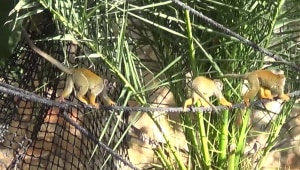 לקום עם הקופים: האטרקציה לקיץ - סיור לילי בגן החיות התנ"כי