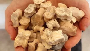 "אוסף נדיר ומיוחד בן 2,300 שנה": התגלו עצמות למשחק וניבוי עתיד
