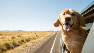 אל תשאירו אותם בבית: 3 המלצות לטיולים עם כלבים