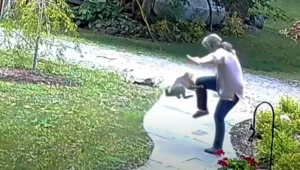 תיעוד: אישה הותקפה ע"י שועל חולה כלבת בחצר ביתה בניו יורק