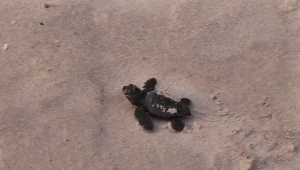 המבצע להצלת צבי הים: הפתרון שיציל אלפי צבים