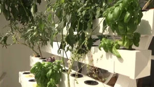 לגדל עגבנייה במרפסת: הישראלים שמכינים סלט מגינה בבית