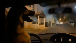 תיעוד: נתן לכלב לנהוג במקומו - ועוכב לחקירה