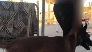 העיף באוויר וזרק למים: תושב חיפה חשוד בהתעללות בכלבו