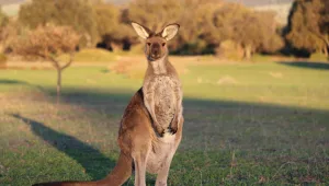 אוסטרליה: אדם נהרג מתקיפת קנגורו שגידל כחיית מחמד
