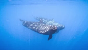 אורחי הכבוד: דולפינים מזן נדיר קפצו לביקור במפרץ אילת