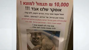 חתול יקר: איבדה את אוסקר ומציעה פרס כספי של 10,000 ש"ח למוצא